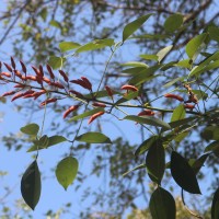 Erythrina crista-galli L.